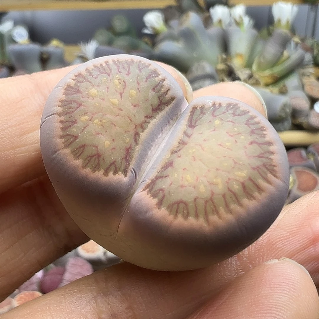 2968 清货价格不作参考