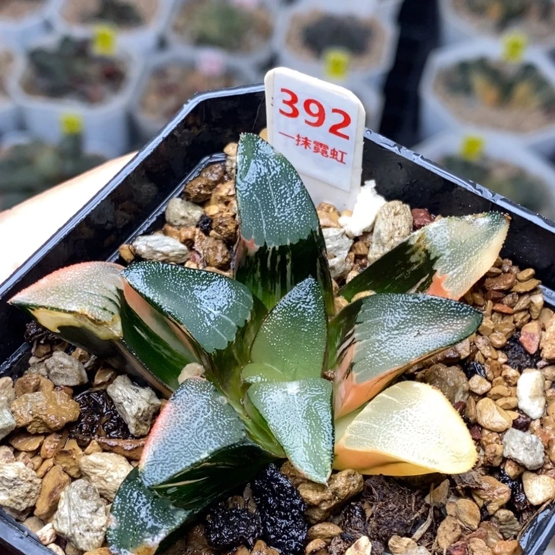 392号克锦多肉一物一拍