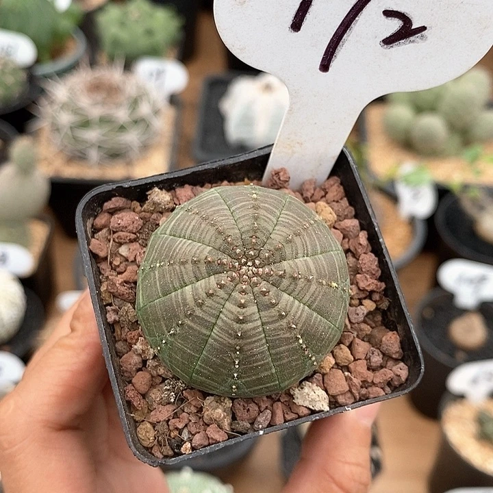 172号自根欧系布纹球3.8cm