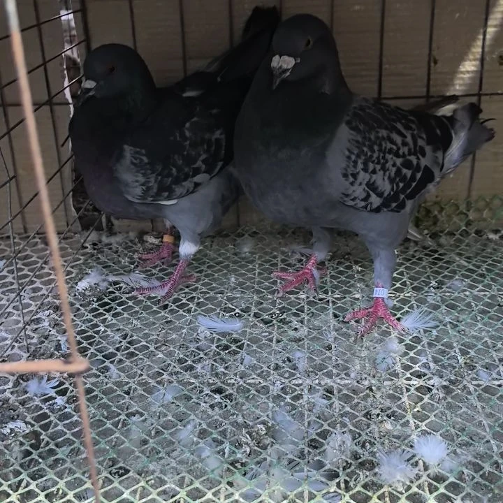 巨型纯种招财元宝鸽观赏鸽肉鸽种鸽活物