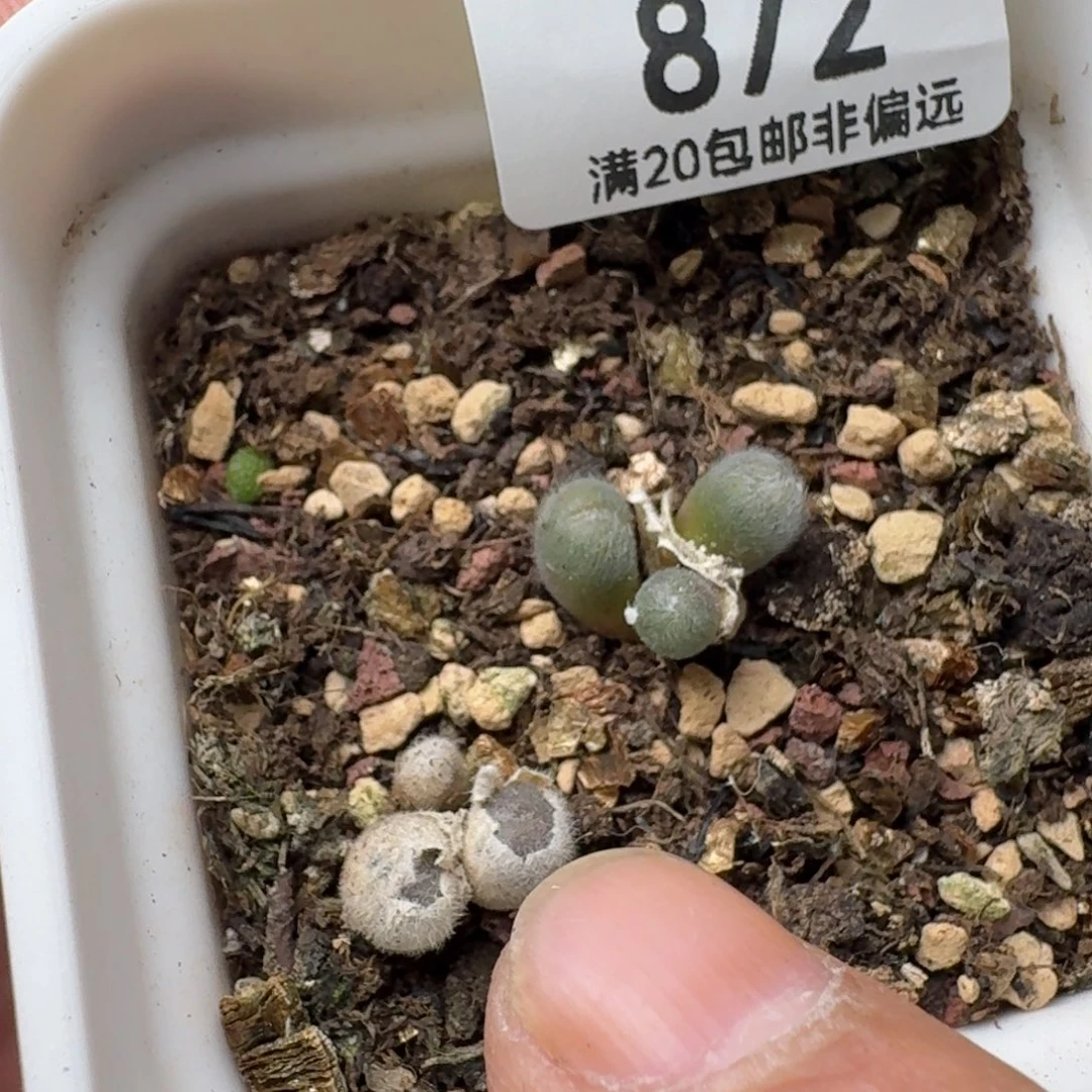 S毛球带盆土。
