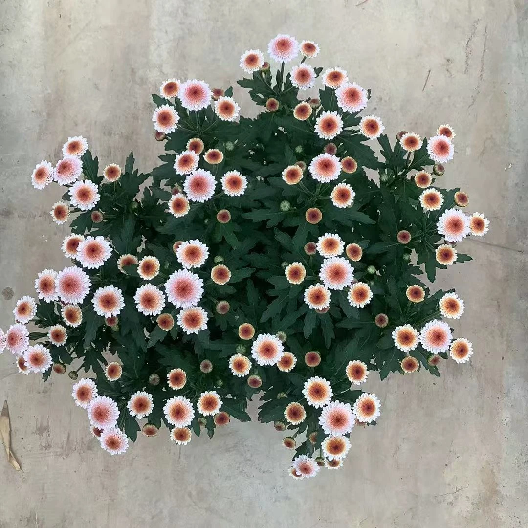 （珠玉之卵）一款开花机器耐高温耐低温多年生草本花卉