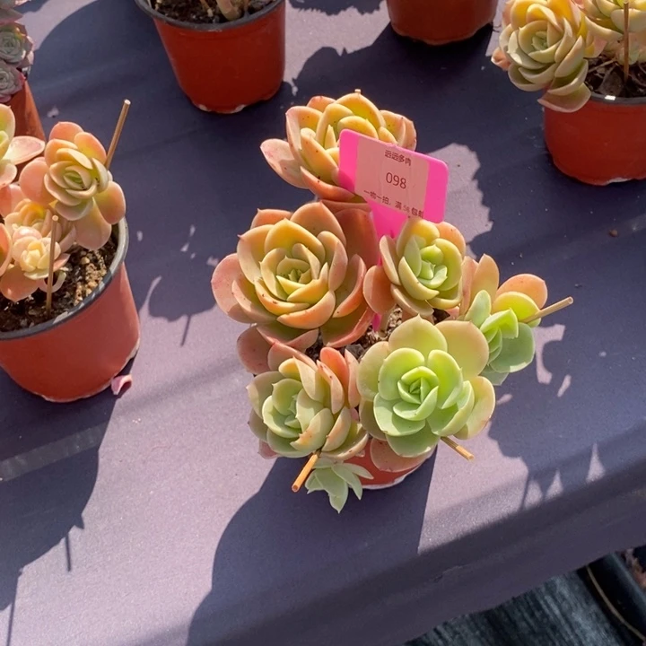 098星娜塔肉肉肉肉肉肉