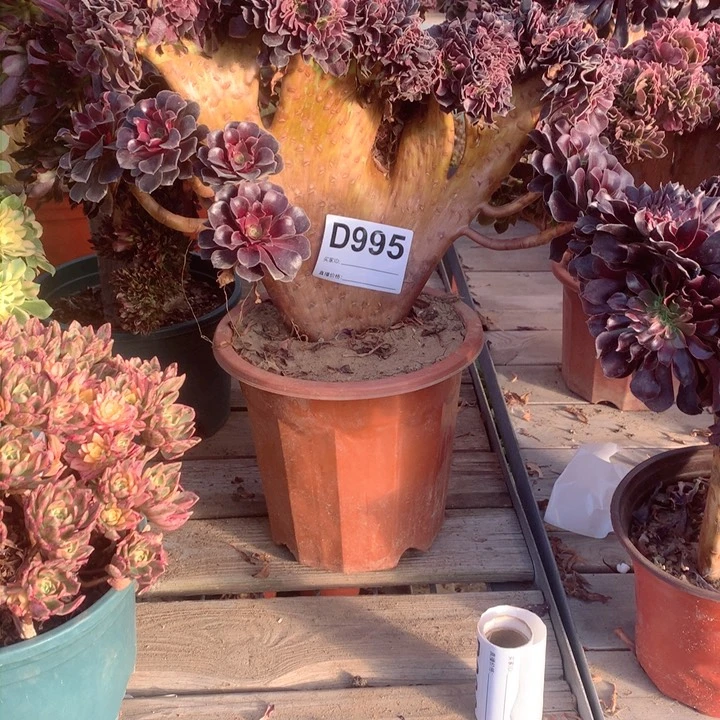 995欧紫缀多肉法师