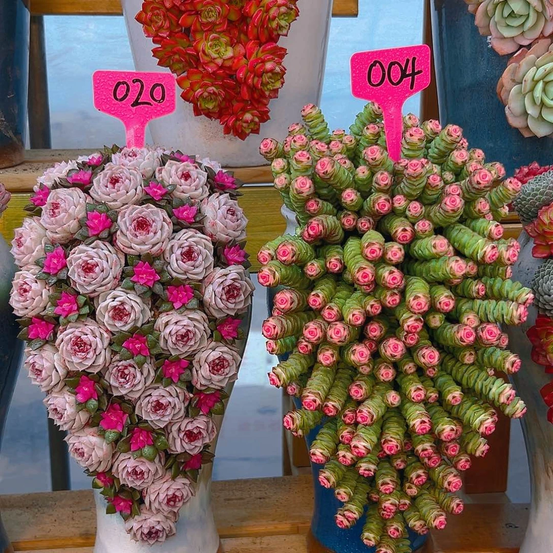 020➕004多肉组合