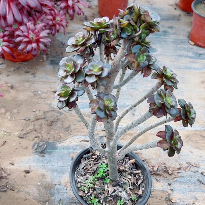 177灰豆多肉植物