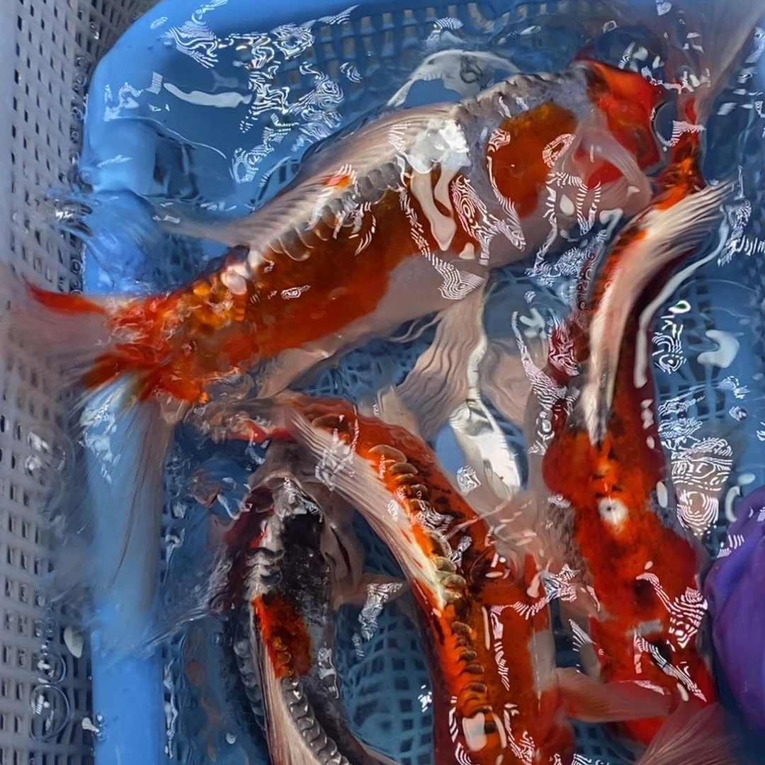 锦鲤冷水锦鲤包邮