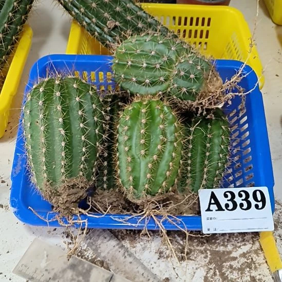 当前无花栽培后可以开花339