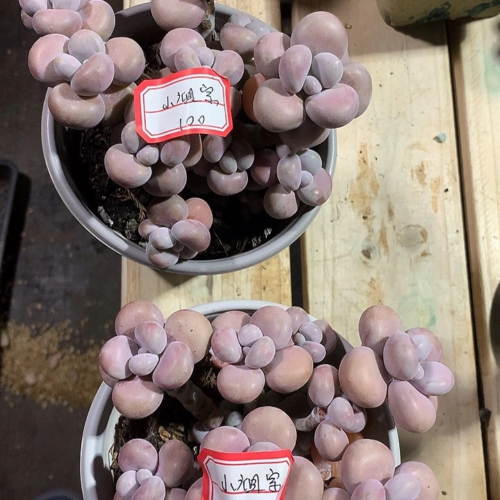 ღ***࿐比咯叔叔我哦基本莉莉