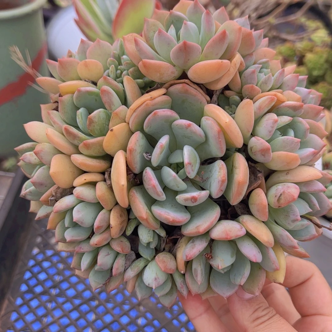 蜜桃格林整装手捧