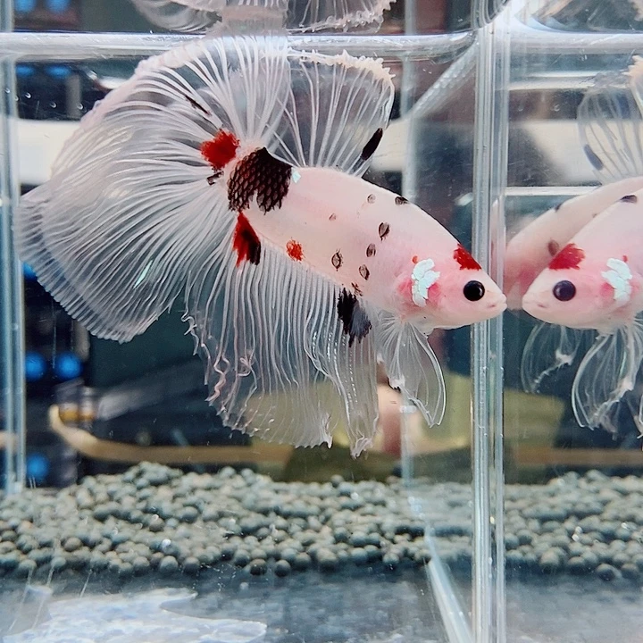 斗鱼黑145号巨斗半月