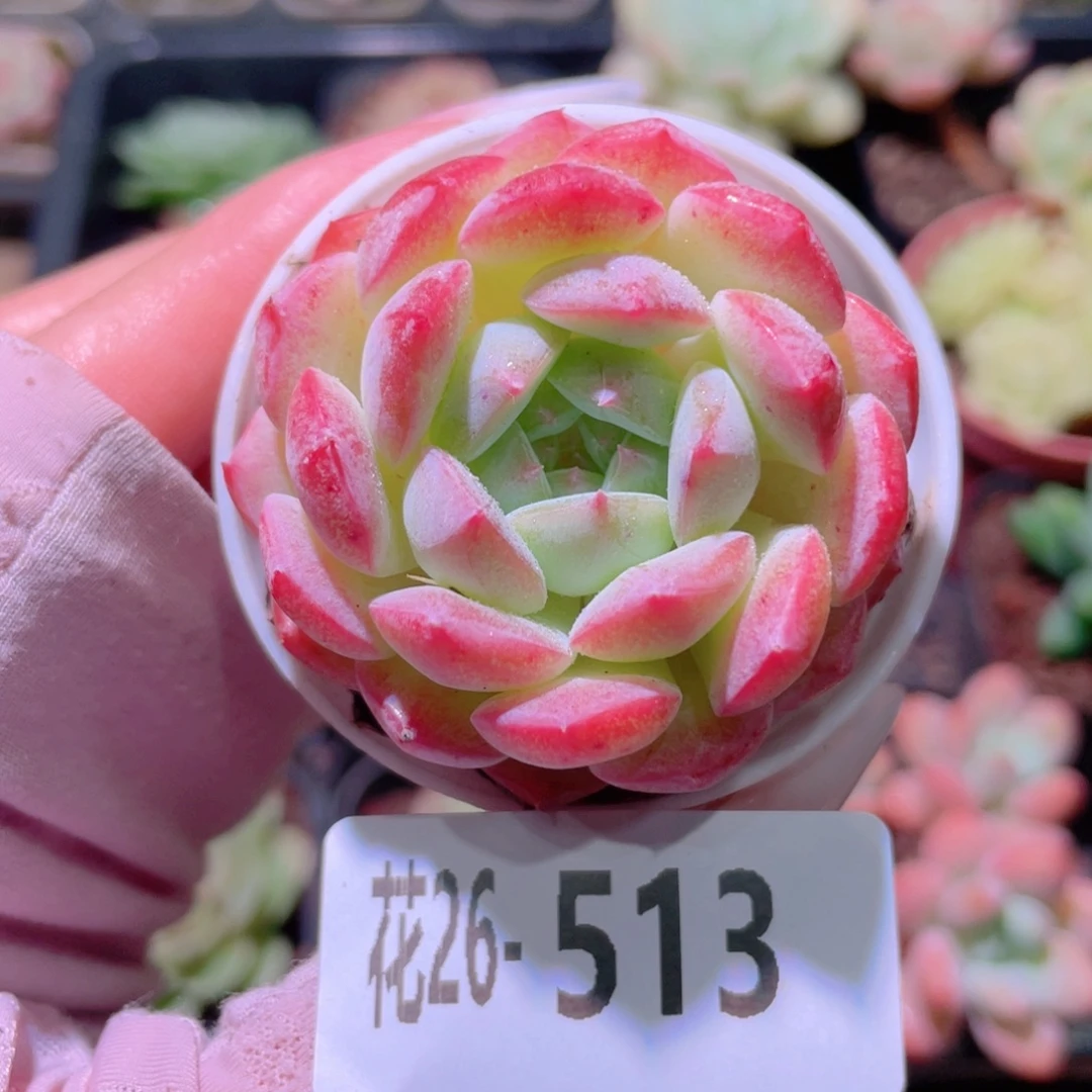 花利美26-513白桃汽水