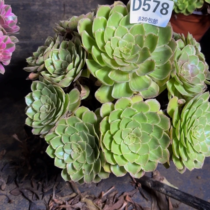 瑞妈多肉园艺578。莲花座