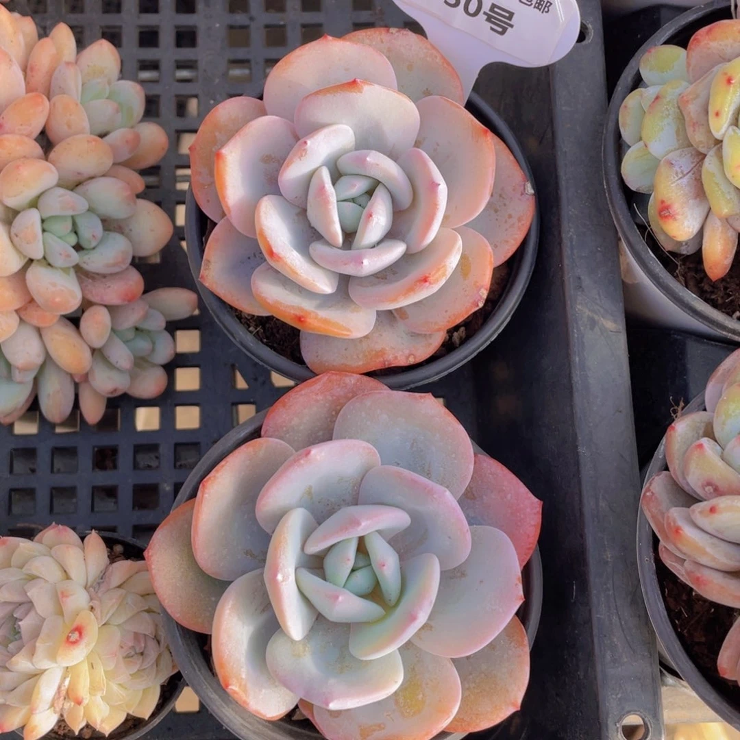 350韩货奶茶母本大单头一个