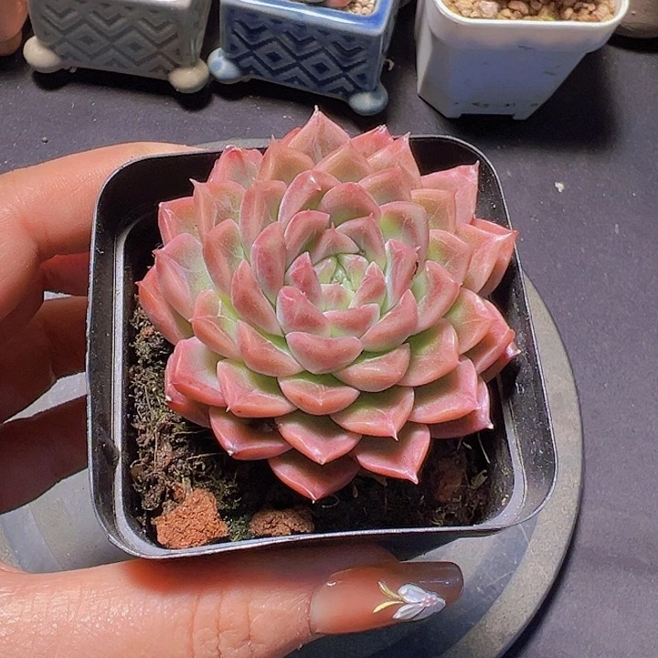 不****调珍妮，多肉植物