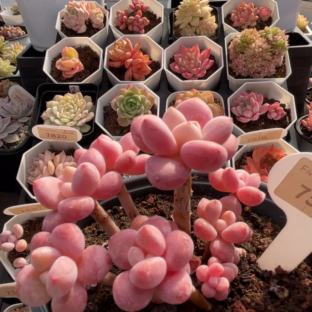 樱花洛神7569-10.0厘米