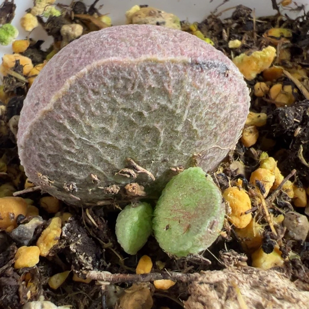 实生新品大苗多肉植物水泡