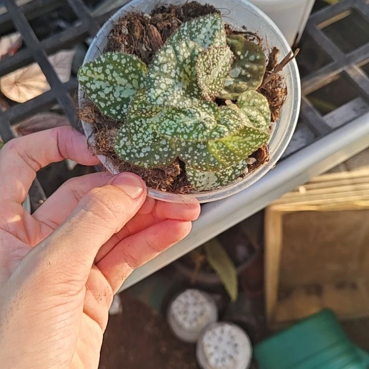 变异秋海棠一物一拍