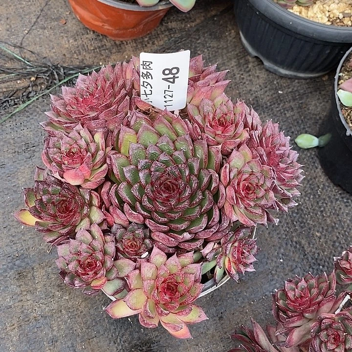 小七夕多肉萤火虫48