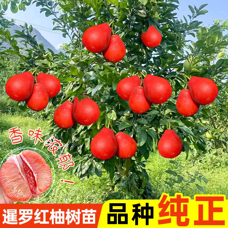 香水红柚子树苗嫁接新品种暹罗红柚苗带土带叶发货可盆栽庭院种植商品图