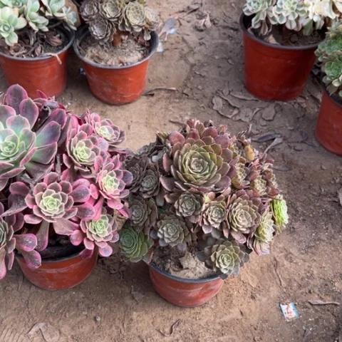 080多肉植物组合，