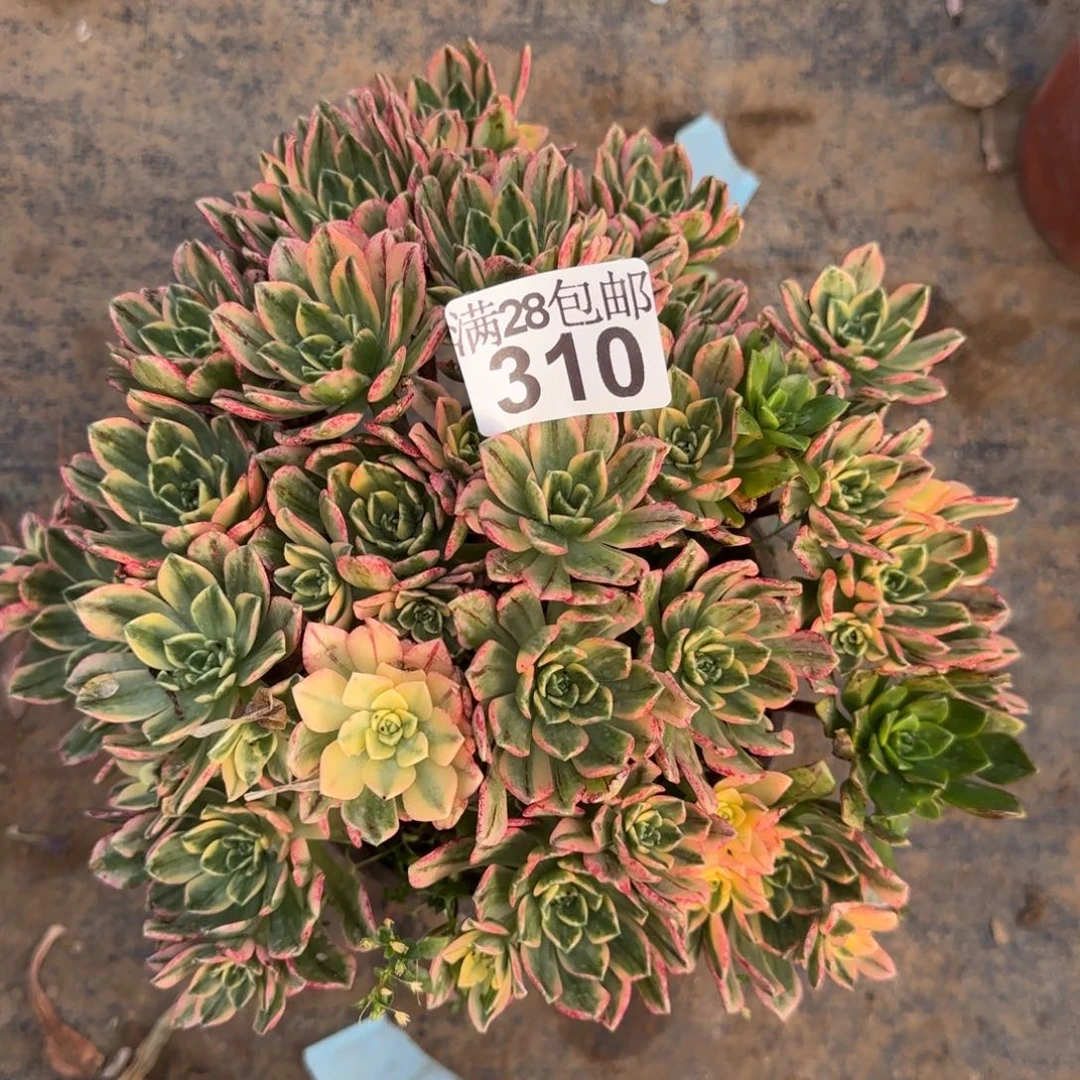 甜茶多肉310满28包邮断枝不包