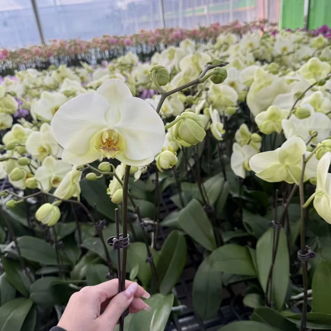 精选蝴蝶兰【绿地球1】翡翠绿色系大花型 室内花卉绿植