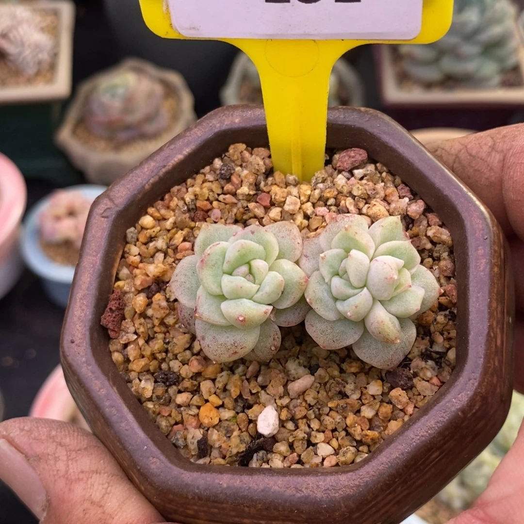 小**.9131阿尔巴石化多肉植物