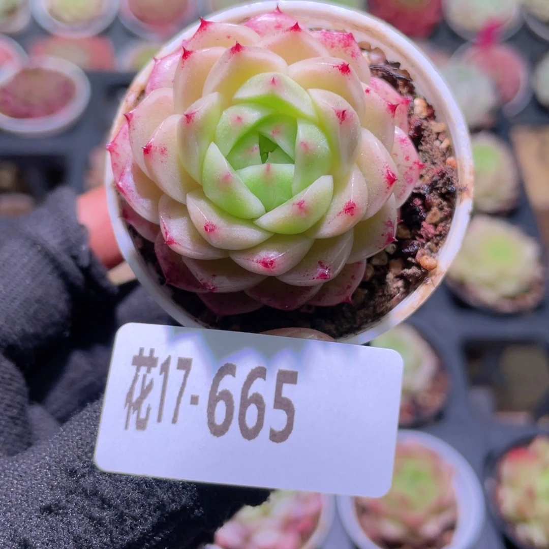 花利美17-665麦秆