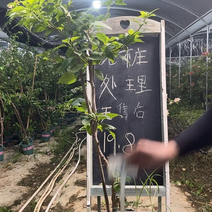 无花朵三角梅三角梅730
