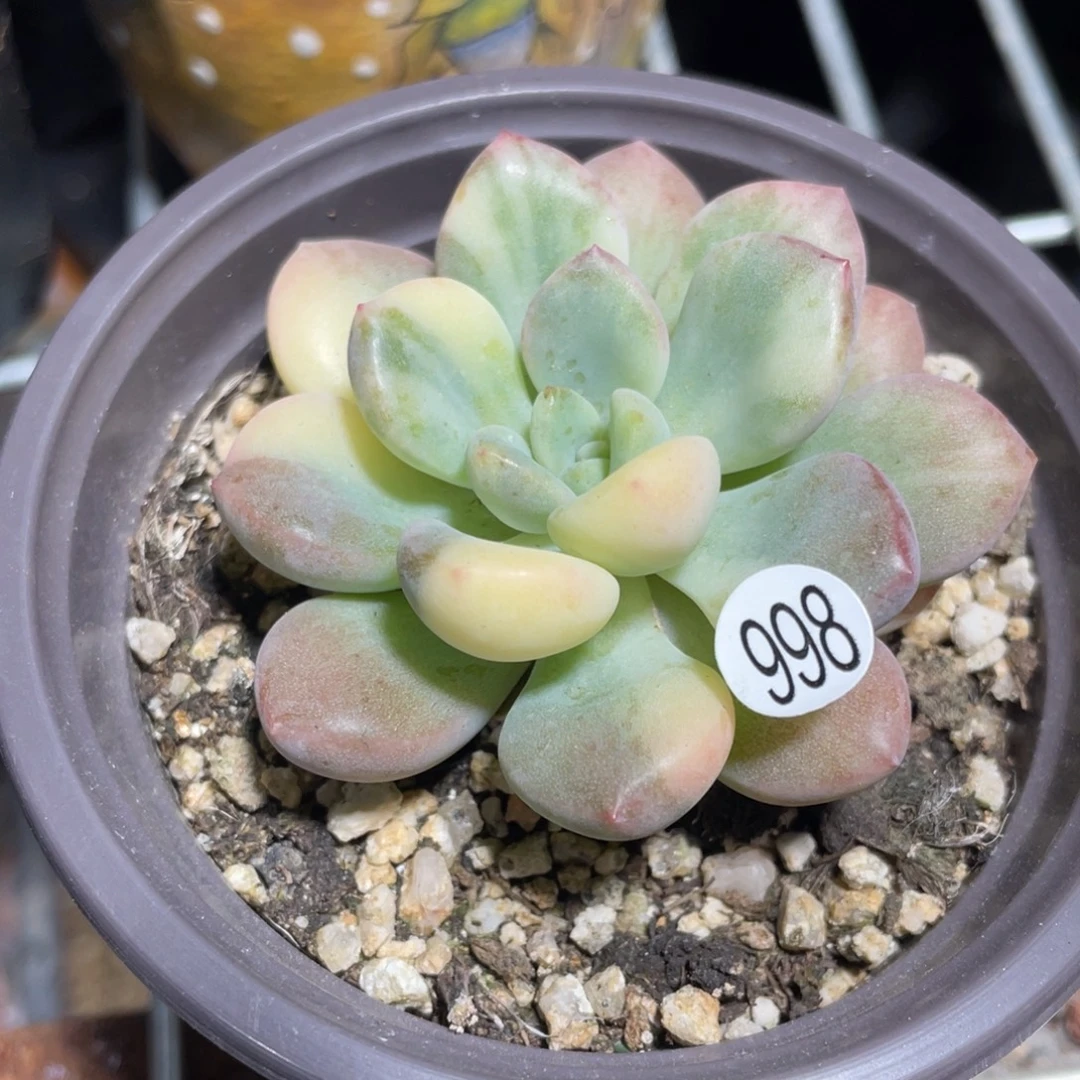 白鹭锦多肉植物单头
