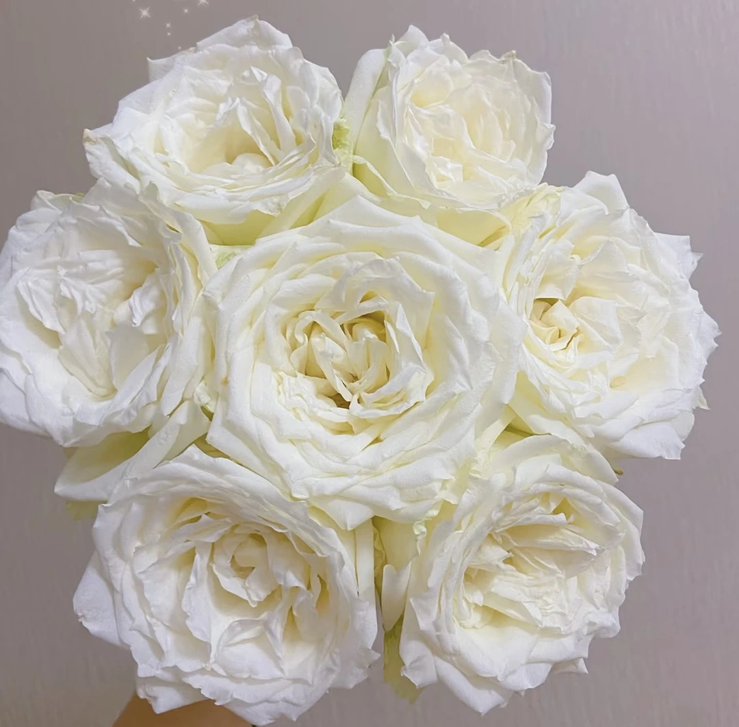 坦尼克玫瑰 云南鲜花“小胖子”白色玫瑰 花瓣较薄全场两单顺丰包邮