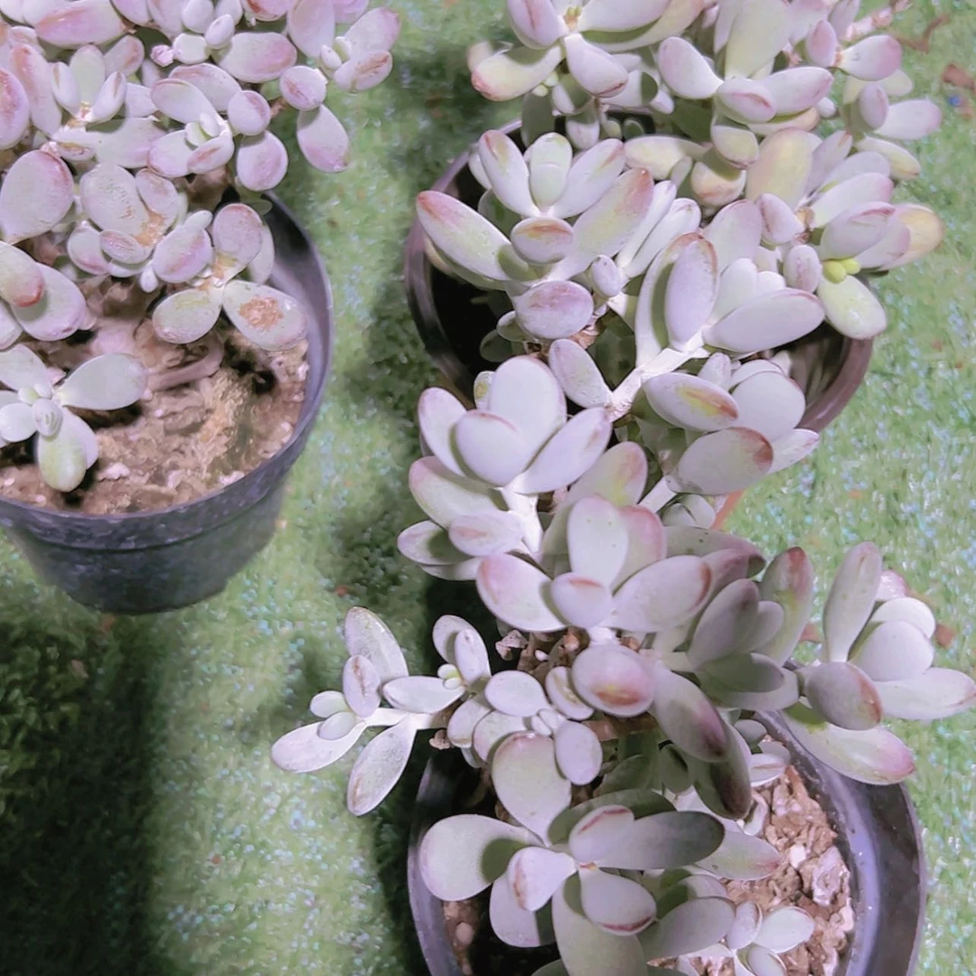 【闪购商品】大群老桩乒乓福娘