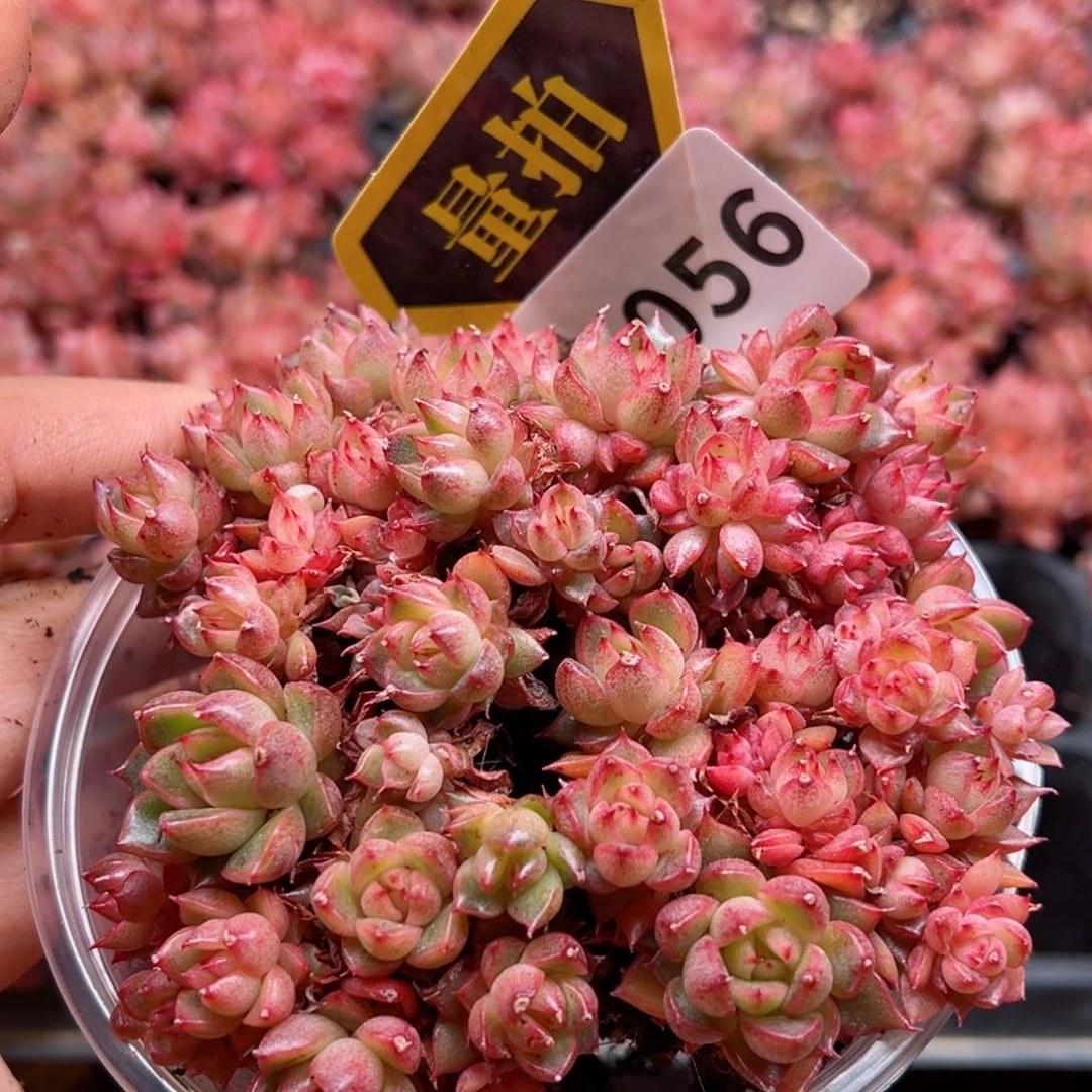 多肉植物多肉植物