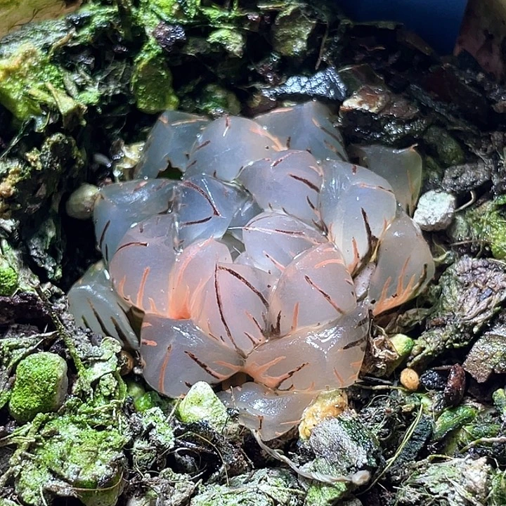 731水中月锦特选福利