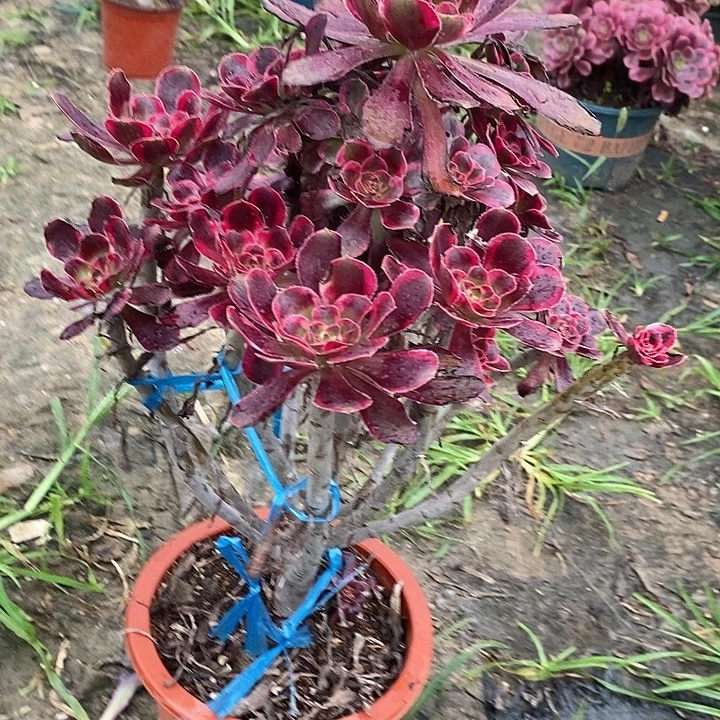 丽娜58多肉植物法师法师法师