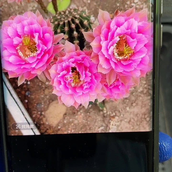 香妃侧芽歪3-4公分满18包邮