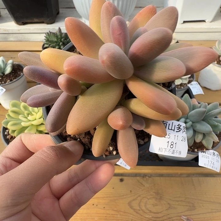 日光灯11111128-181