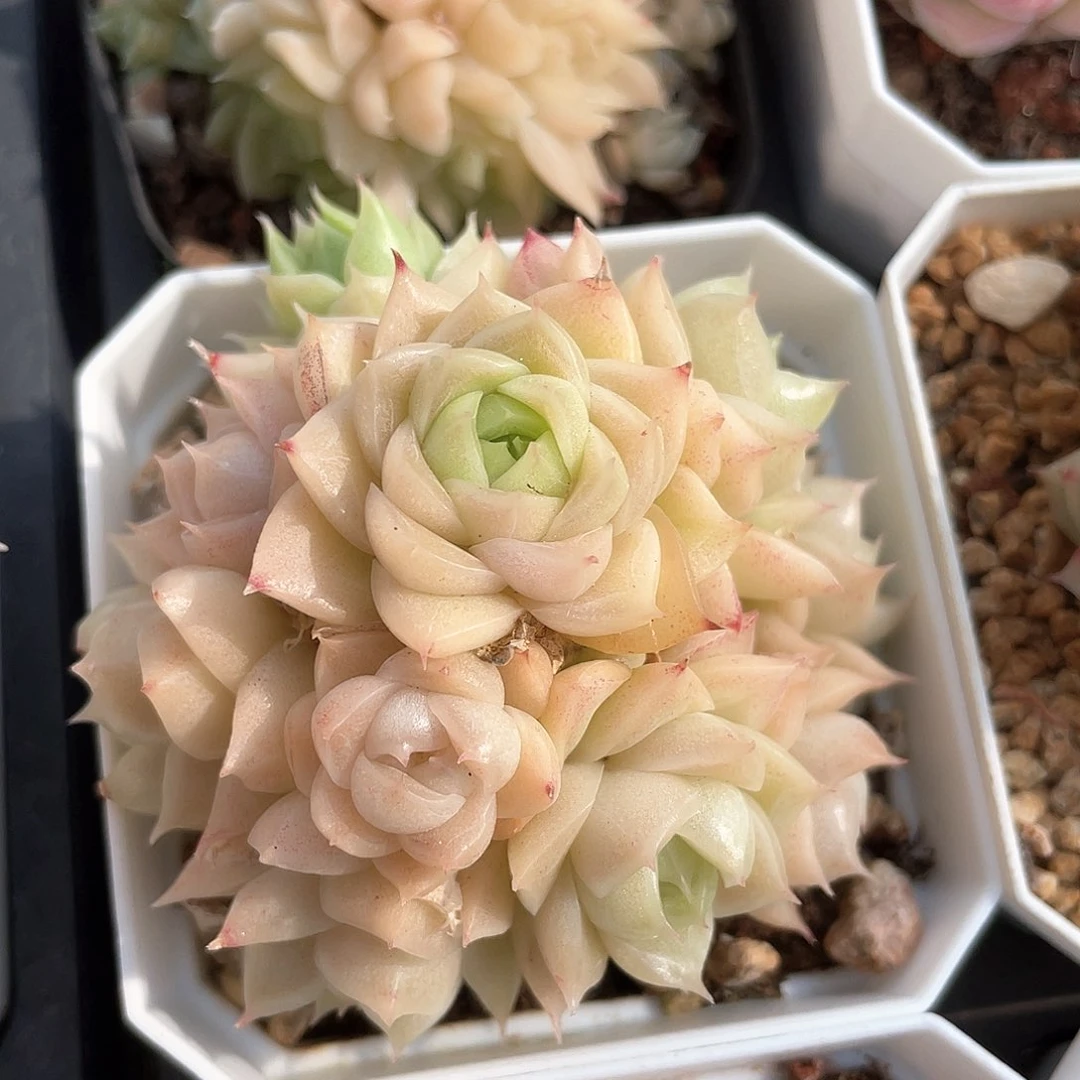 优选麦秆福利8130