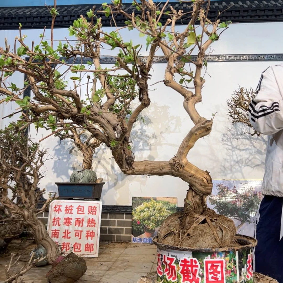 无花朵金银花88888