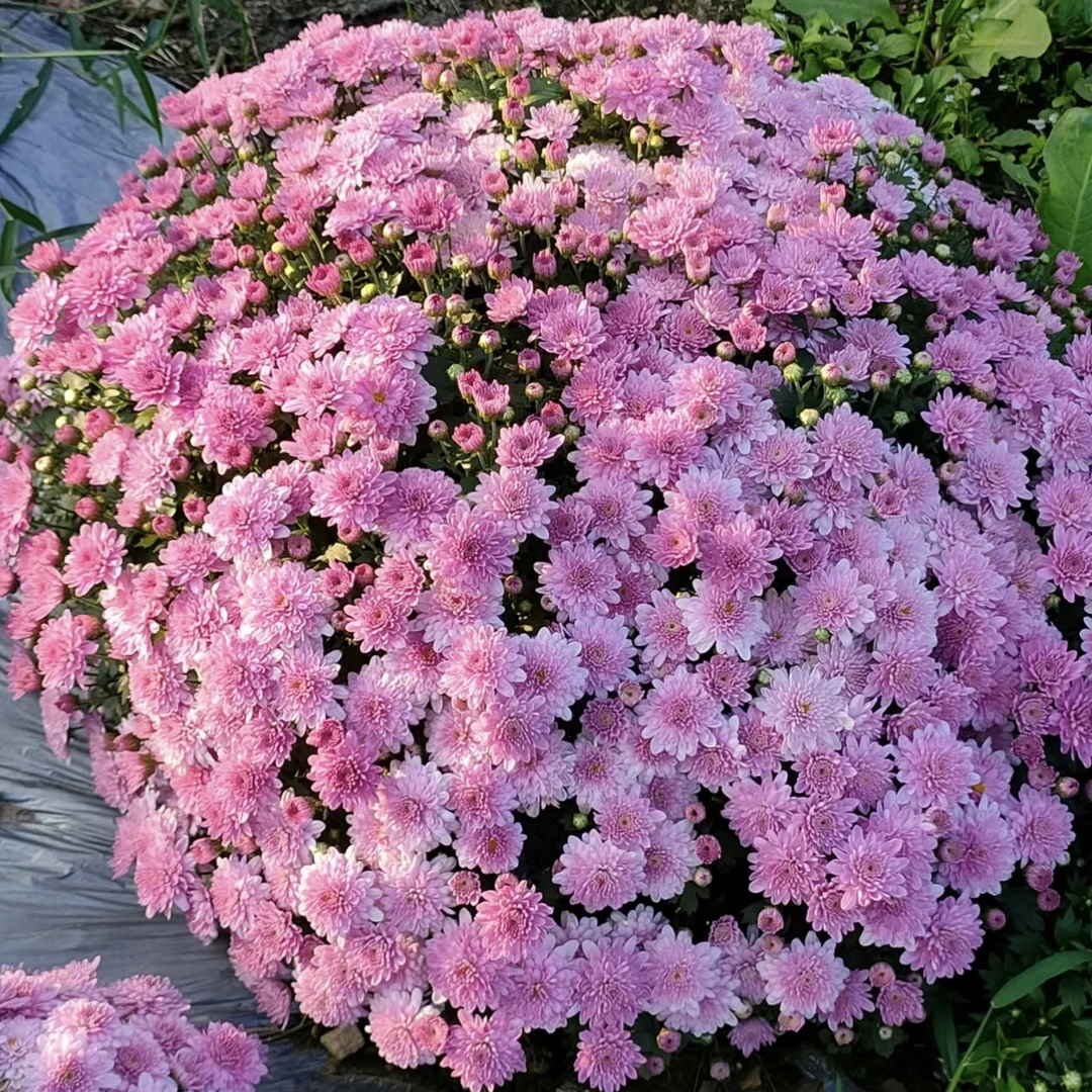 【花艺匠雷哥专属】草莓甜心球菊盆栽多年生爆花强新手易养护发货快