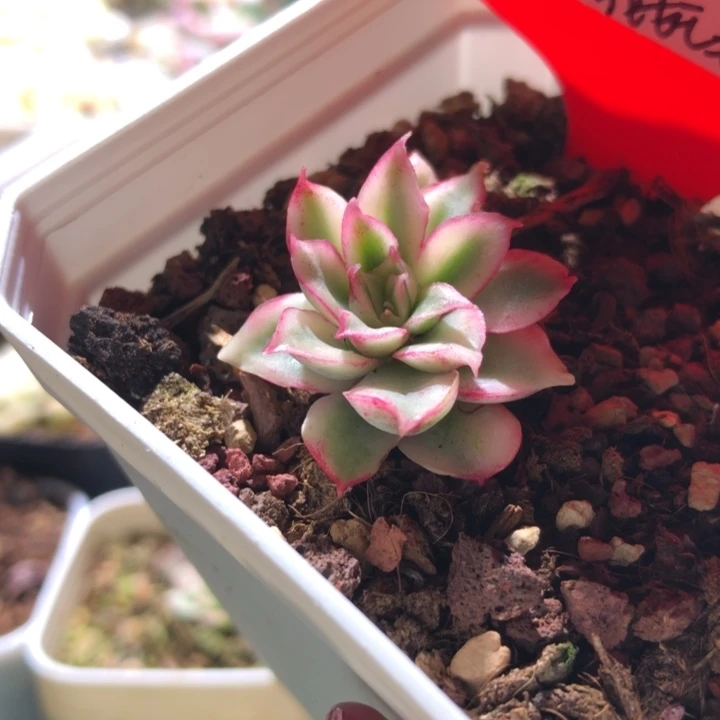 红花女王覆轮锦有根