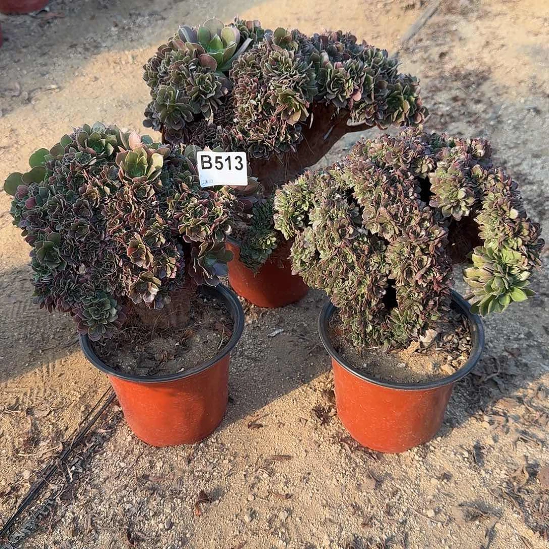 513玫瑰万缀共3颗呀