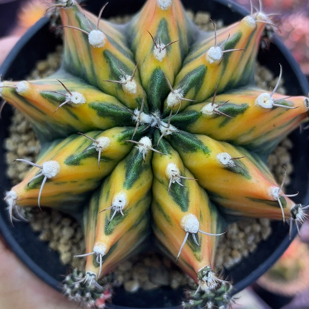 1-151米哈锦7.8厘米