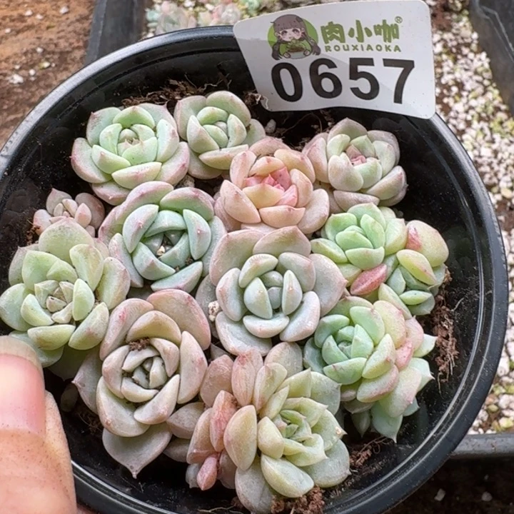 当前无花朵，栽培后可花朵多肉植物多肉植物