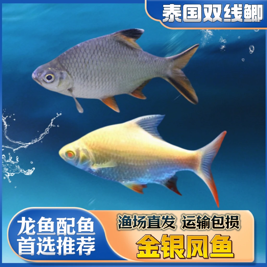 活体热带观赏鱼双线侧金凤银凤鱼耐活纯种精品优质龙鱼配鱼配色