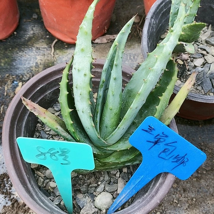 【闪购商品】无花朵好望角芦荟
