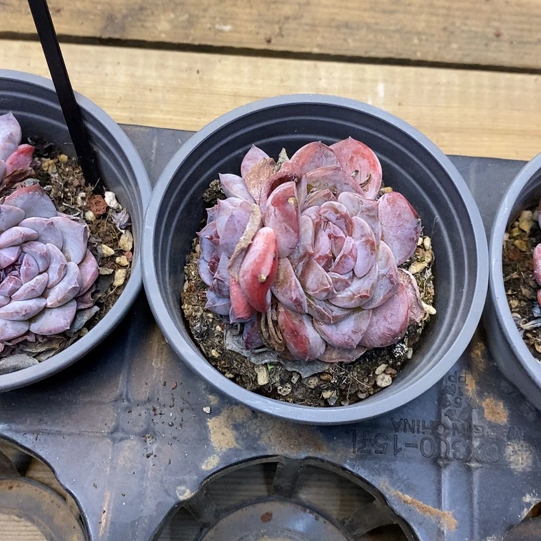 142。双头紫皮冰魄。福利多多