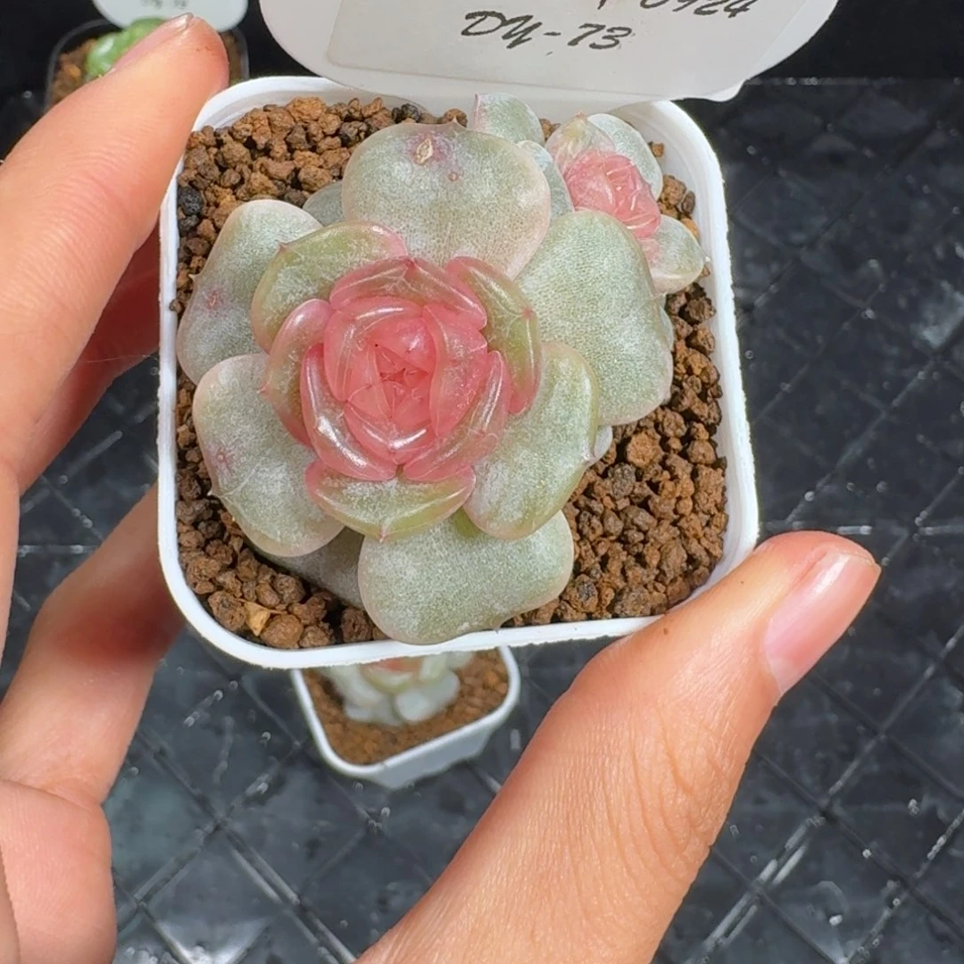 0924-73-彩恋双头不包整