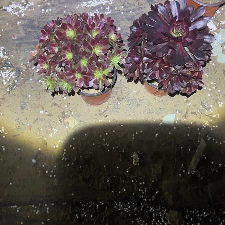 不包侧枝一物一拍127